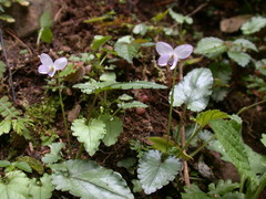 Viola mucronulifera