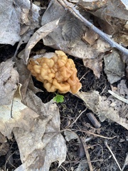 Discinaceae
