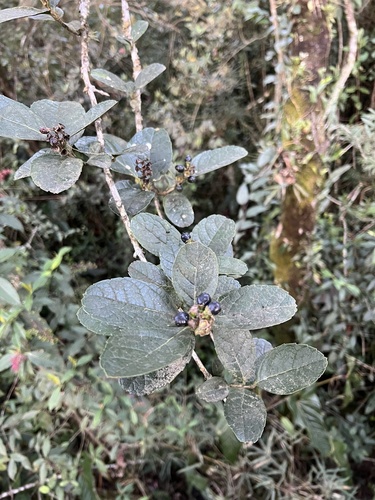 Citharexylum reticulatum, photograph 5