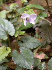 Viola mucronulifera