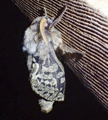 Oxycanus antipoda