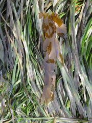 Desmarestia herbacea