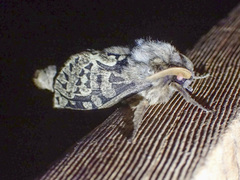 Oxycanus antipoda