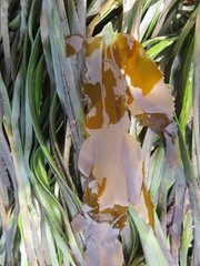 Desmarestia herbacea