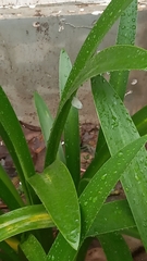 Leptosia