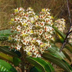 Miconia stenostachya