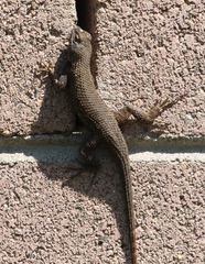 Sceloporus occidentalis