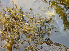 Stephanocystis geminata