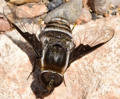 Exhyalanthrax muscarius