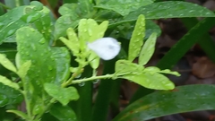 Leptosia