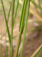 Harpochloa falx