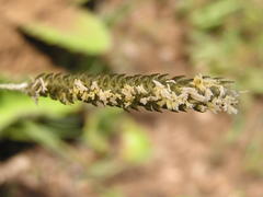 Harpochloa falx