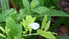 Leptosia