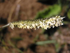 Harpochloa falx