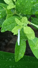 Leptosia