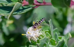 Allograpta hortensis