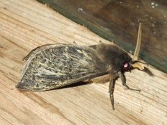Oxycanus antipoda