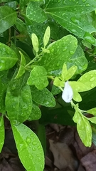 Leptosia
