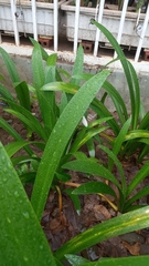 Leptosia