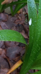 Leptosia