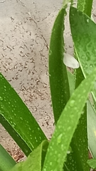 Leptosia