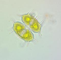 Xanthidium antilopaeum