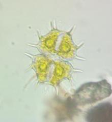 Xanthidium cristatum