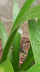 Leptosia