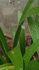 Leptosia