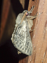 Oxycanus antipoda
