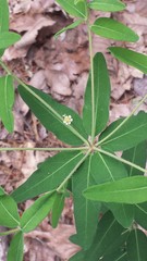 Euphorbia pubentissima