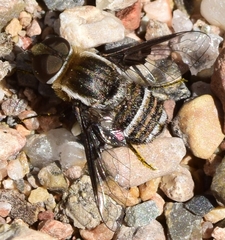 Exhyalanthrax muscarius