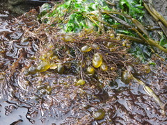 Odonthalia floccosa