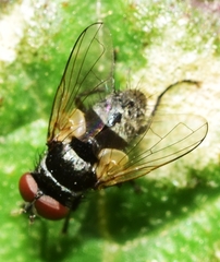 Graphogaster vestita