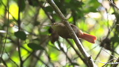 Anabacerthia variegaticeps
