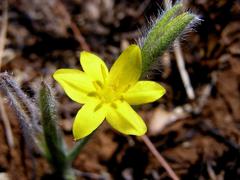 Hypoxis argentea sericea