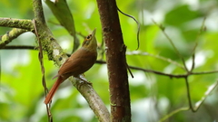 Anabacerthia variegaticeps