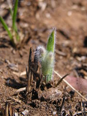Hypoxis argentea sericea