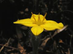 Hypoxis argentea sericea