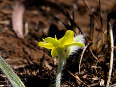 Hypoxis argentea sericea