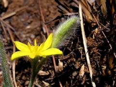 Hypoxis argentea sericea
