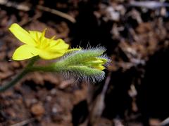 Hypoxis argentea sericea