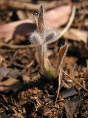 Hypoxis argentea sericea