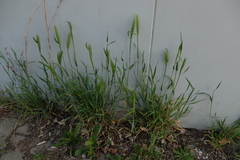 Hordeum murinum murinum