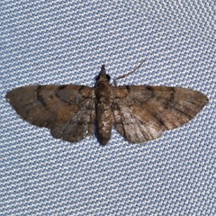 Eupithecia peckorum