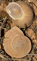 Iberus gualtieranus gualtieranus