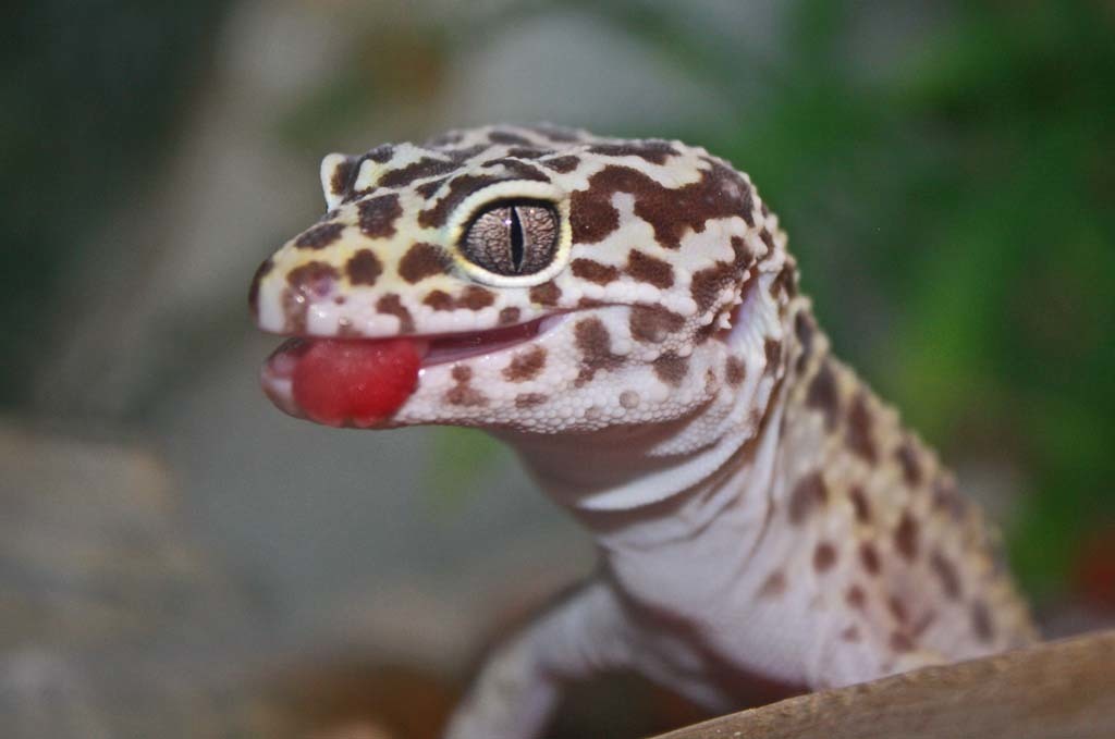 Leopard Geckos