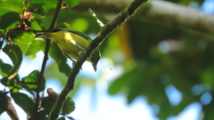 Vireolanius pulchellus