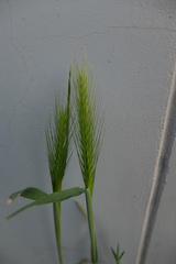Hordeum murinum murinum