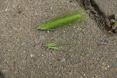 Hordeum murinum murinum